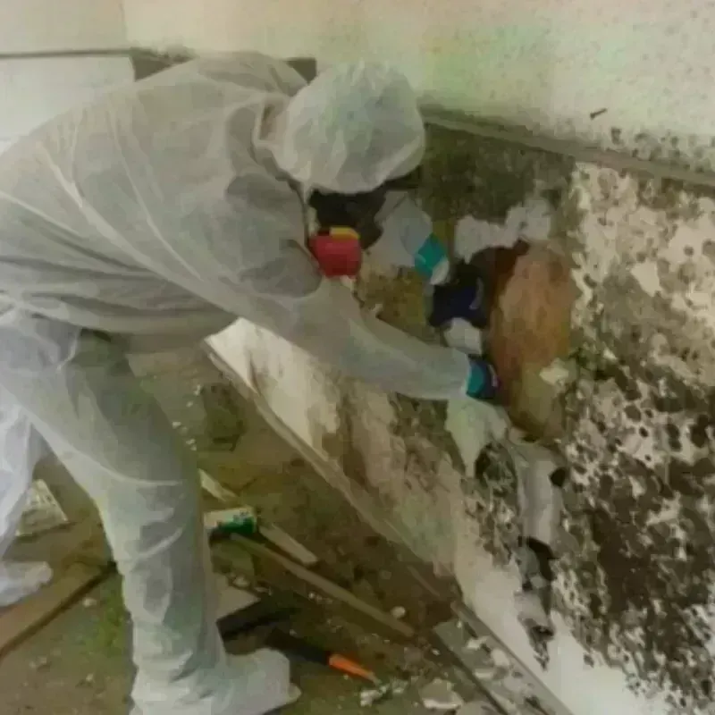 Mold Remediation and Removal in Prairie View, TX